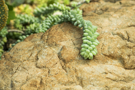 Cactus planted in a botanical garden. Angkhang Chiangmai.の写真素材