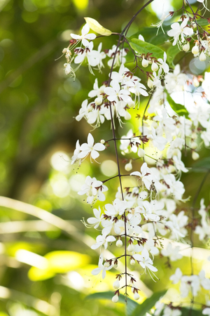 Nodding Clerodendron (Clerodendrum wallichii) flowersの写真素材