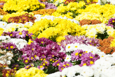 flowers gardenの写真素材