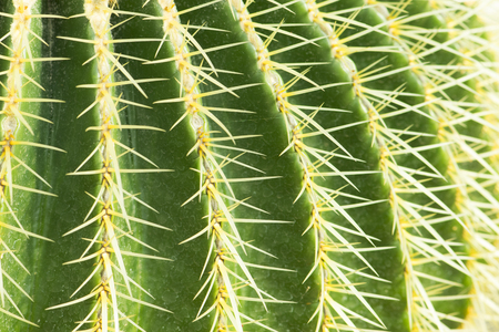 Cactus texture closeupの写真素材