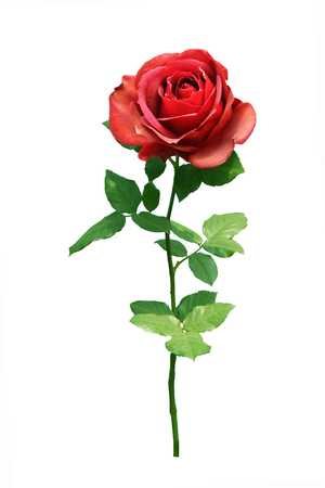 red rose isolated on white background.の写真素材