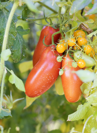 fresh tomatoes plantsの写真素材