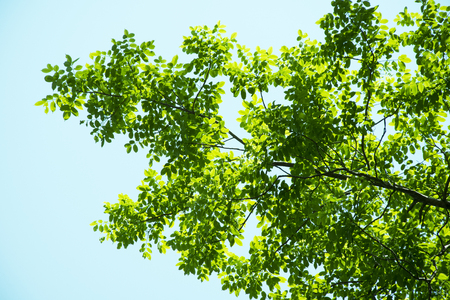 Under big green tree.の写真素材