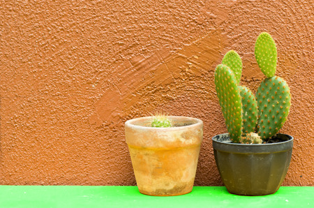 cactus in potの写真素材