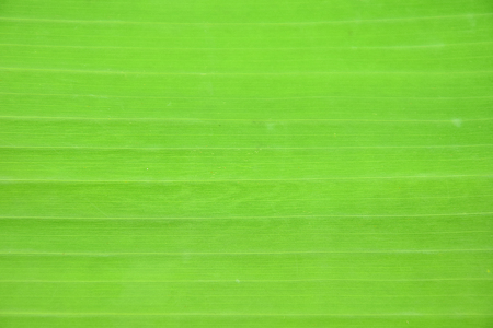 Green banana leaf background abstract.の写真素材