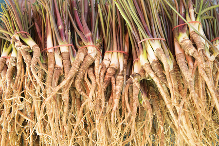 Fresh Dong Quai, Angelica sinensis
