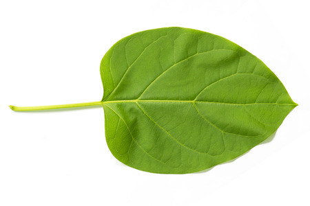green leaf isolated on white backgroundの写真素材