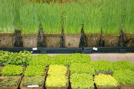 young plant new life ,Green sapling Health Care Food Garden New Life concept.の写真素材
