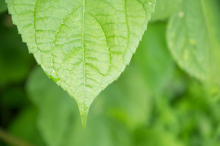 fresh green spring leaves backgroundの写真素材
