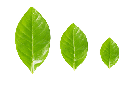 Green leaves isolated on white backgroundの写真素材