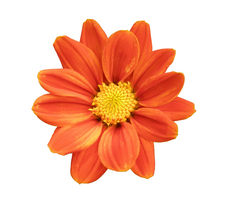 orange chrysanthemum isolated on white backgroundの写真素材