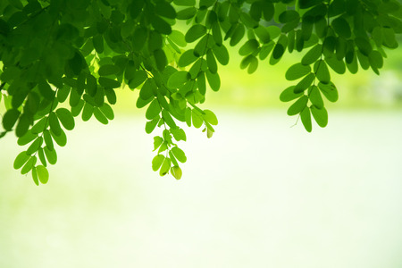 fresh green spring leaves backgroundの写真素材