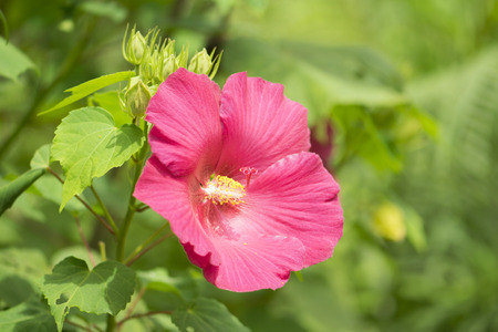 pink hibiscus flower.の写真素材