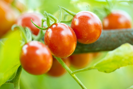 fresh tomatoes plantsの写真素材