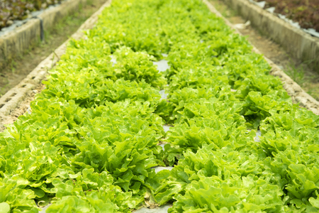 Fresh lettuce growing in an hydroponics system in greenhouseの写真素材
