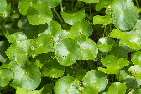Gotu kola, Asiatic pennywort, Indian pennywort, green leaf background, Tiger Herbal.の写真素材