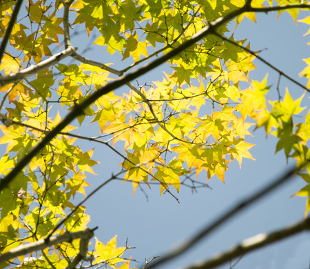 Autumn maple leaves backgroundの写真素材
