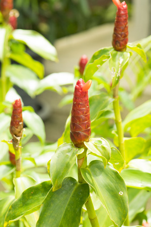galangal Flower.の写真素材