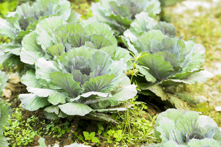 fresh cabbage in the vegetable gardenの写真素材