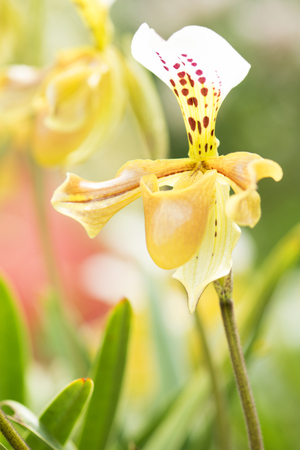 Yellow orchid, Beautiful Paphiopedilumの写真素材