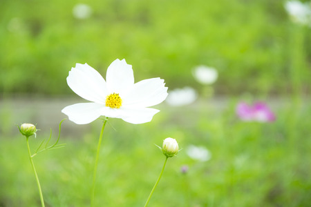 Little white daisy flower with green bokeh baclgroundの写真素材