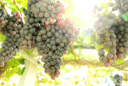 Bunch of grapes on a vine in the sunset.の写真素材