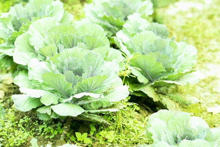 fresh cabbage in the vegetable gardenの写真素材