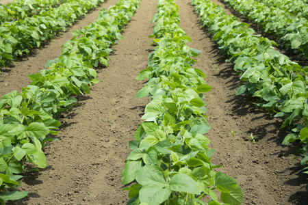 Fresh vegetable garden outdoor. Home-grown vegetable.の写真素材