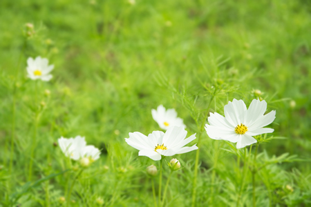 Little white daisy flower with green bokeh baclgroundの写真素材