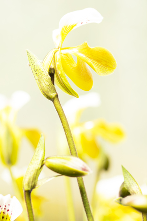 Yellow orchid, Beautiful Paphiopedilumの写真素材