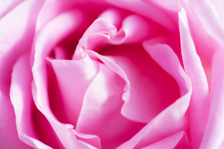 Pink rose background.の写真素材
