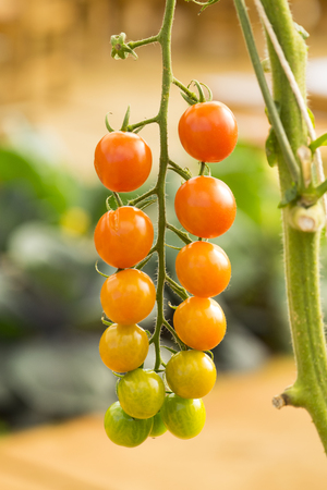 fresh tomatoes plants in the garden.の写真素材