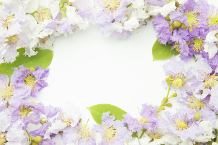 Lagerstroemia purple Floral Isolated on white background. Purple flowers border frame.の写真素材