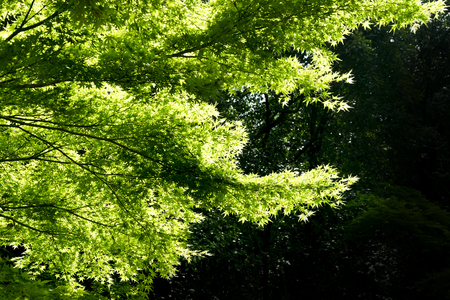 Fresh green leaf background.