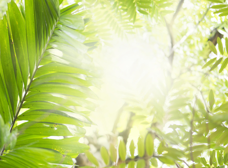 Sunlight And Fresh Green leaves glowing in green forest.の写真素材