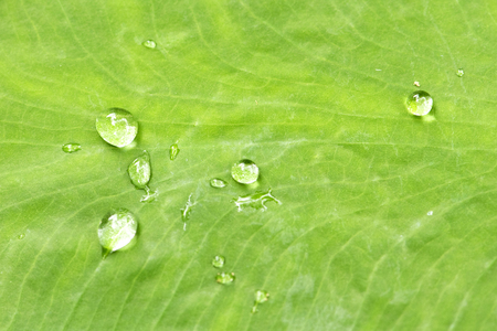 Water droplets on leafの写真素材