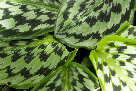 Green leaves texture.の写真素材