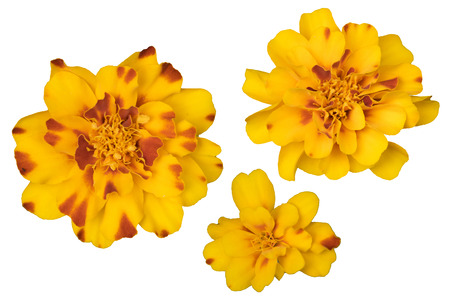 Beautiful orange marigold flower isolated on white background.の写真素材