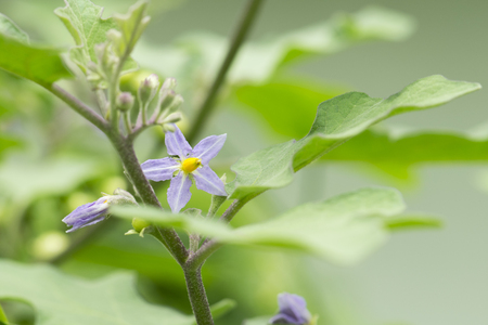 Eggplant flower in gardenの写真素材