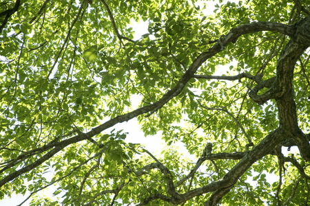 Fresh Green leaves glowing in green forest.の写真素材