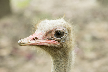 ostrich bird close up in chiangmai zoo. Thailand.の写真素材