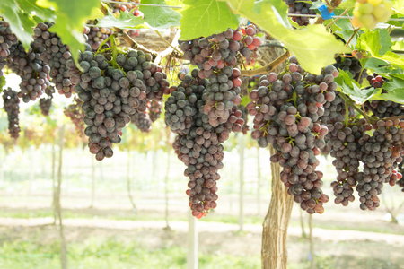 Bunch of grapes on a vine in the sunset.の写真素材