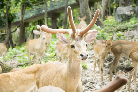 Deer In the zooの写真素材