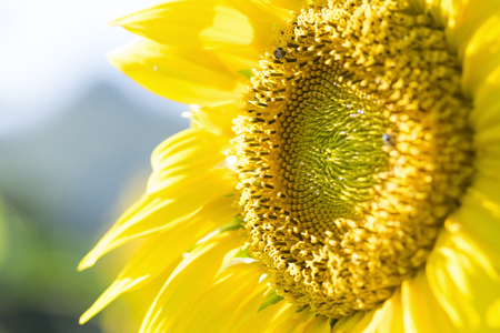 Beautiful Sunflower in gardenの写真素材