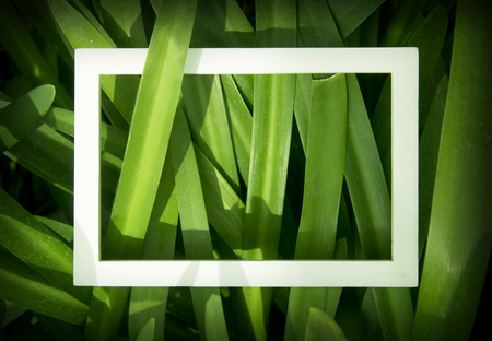 Creative layout made of leaves with White frame. Top view. Nature concept.の写真素材