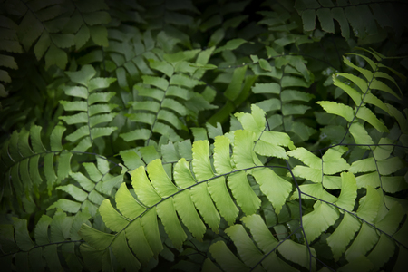 Ferns Leaf Forest Outdoor Nature abstract Backgroundの写真素材