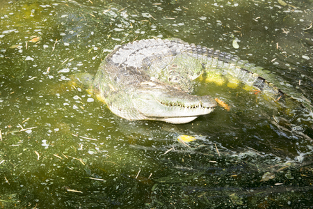 Crocodile in the riverの写真素材