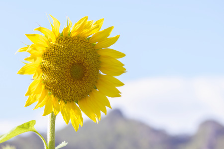 Beautiful Sunflower in gardenの写真素材