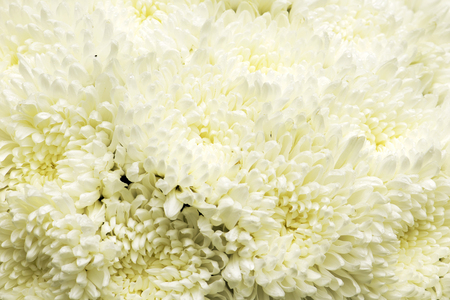 white flower backgroundの写真素材