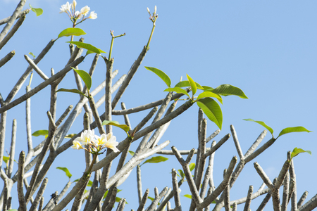 Frangipani flowers blooming on tree with blue skyの写真素材